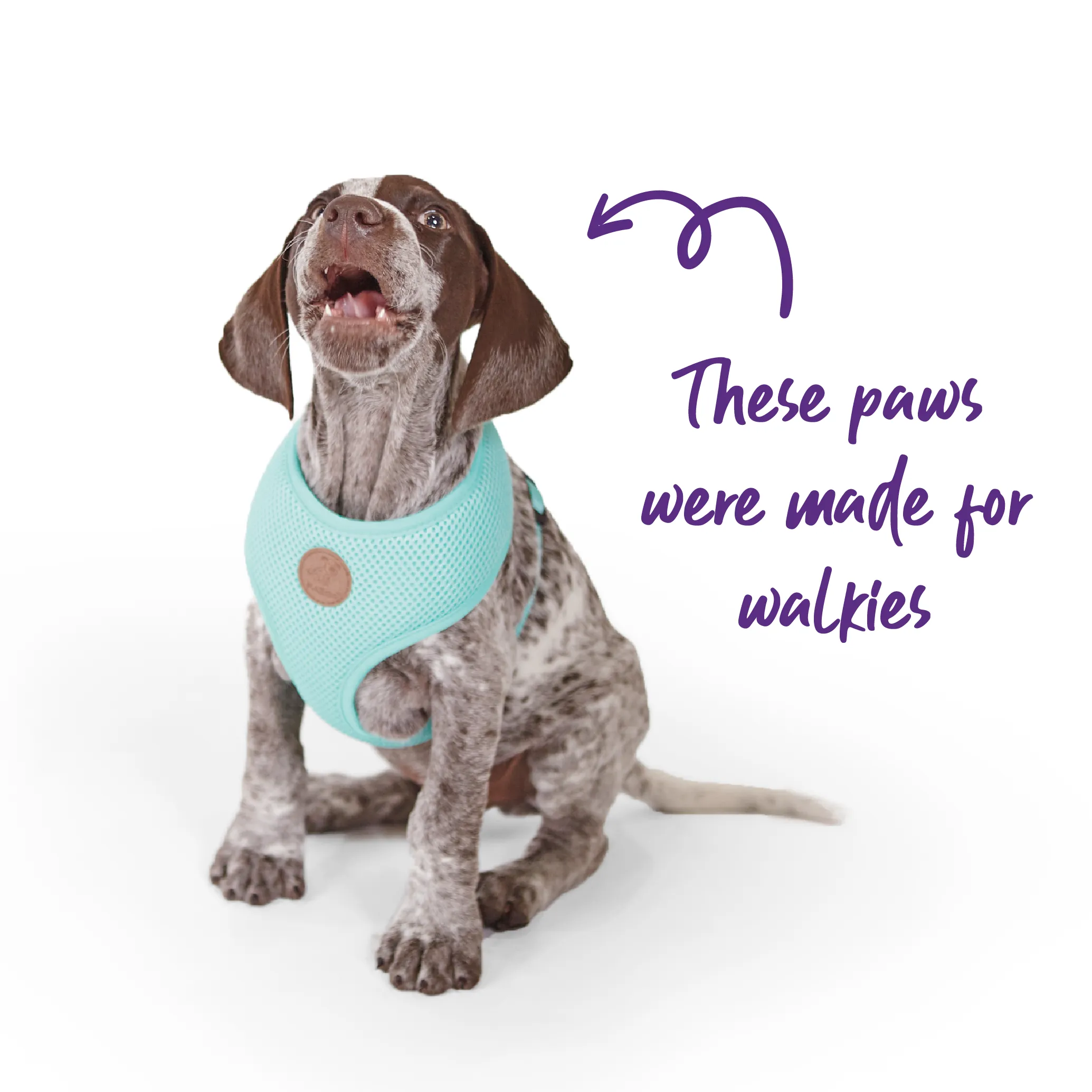 Classic Soft Walking Dog Harness - Mint