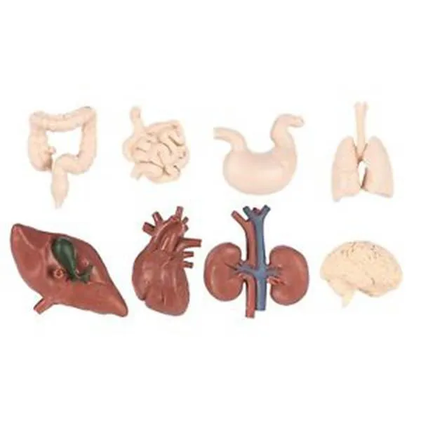 Human Organs Bulk Bag Figures Safari Ltd